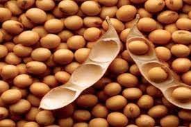 BASF to introduce 10 new varieties of Xitavo™ soybean seed in 2023