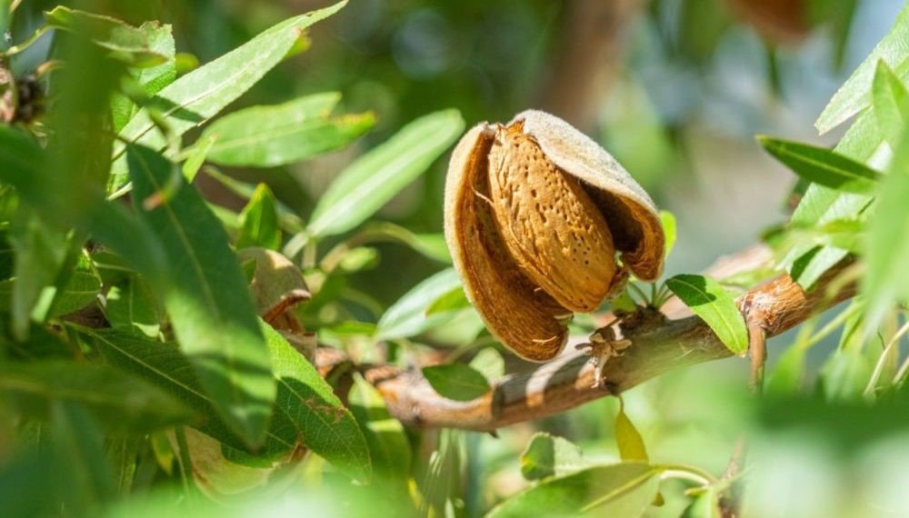 APH California almond water use study delivers promising early results for growers