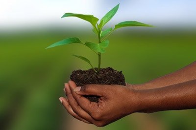 USDA’s NIFA invests $11 M to combat citrus greening disease