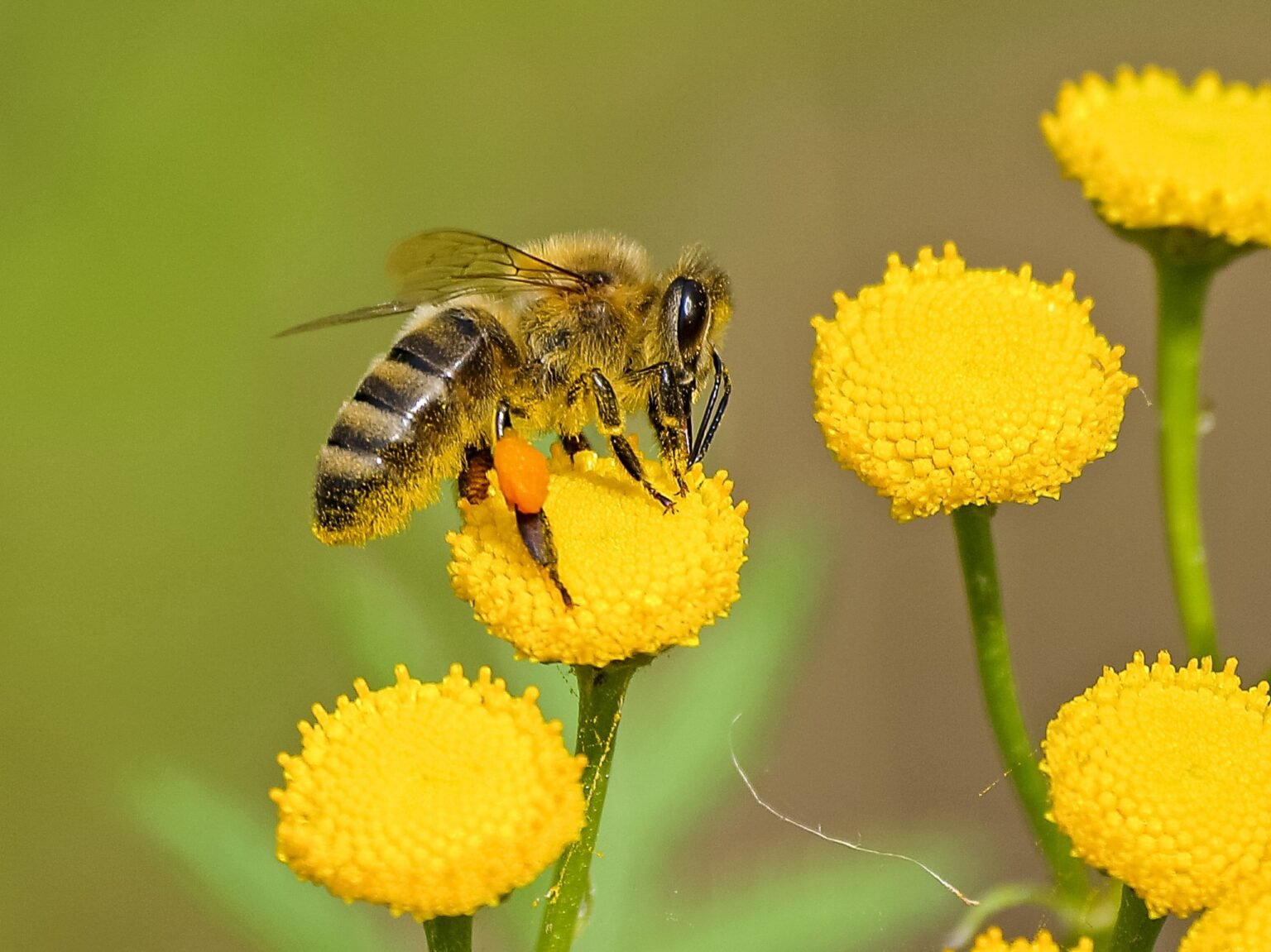 Global Apiculture Market grows $10.3 billion in 2022
