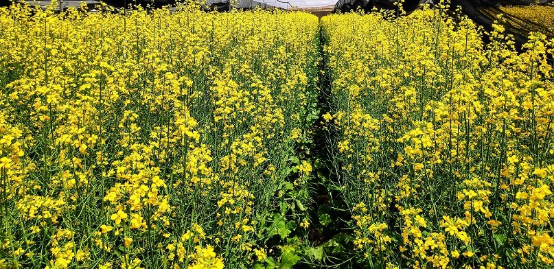 ICL join hands with PlantArcBio to boost canola crop yields