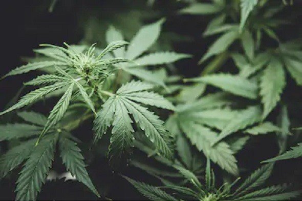 Japanese law doesn’t distinguish between cannabis & hemp: CBD Report