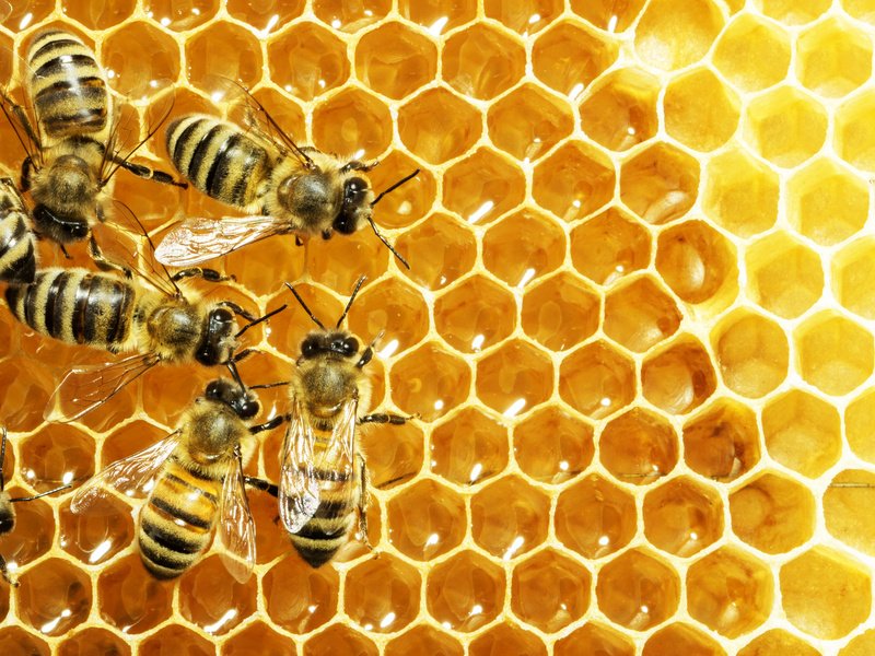 Prismatic View of Apiculture Profitability