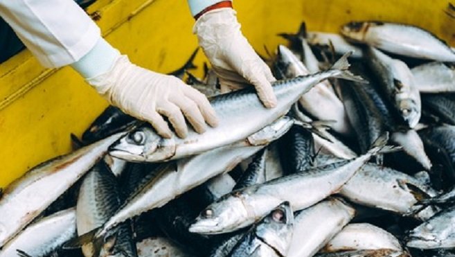 Black & Veatch designs first-of-a-kind R&D facility for cultivated seafood in Singapore