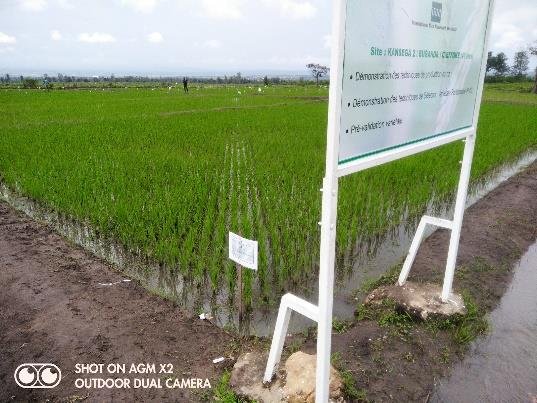 Central African nation Burundi gets eleven new and improved rice varieties