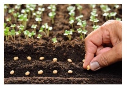 Seed treatment market worth $9.2 Bn by 2027: MarketsandMarkets
