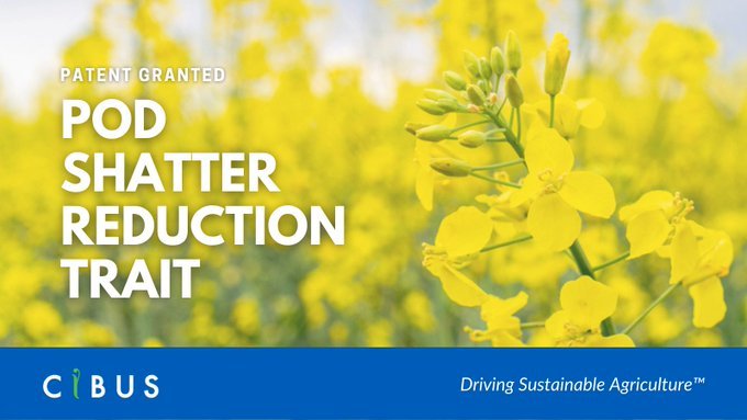 Cibus granted patent for productivity trait in Canola and Oilseed Rape crops