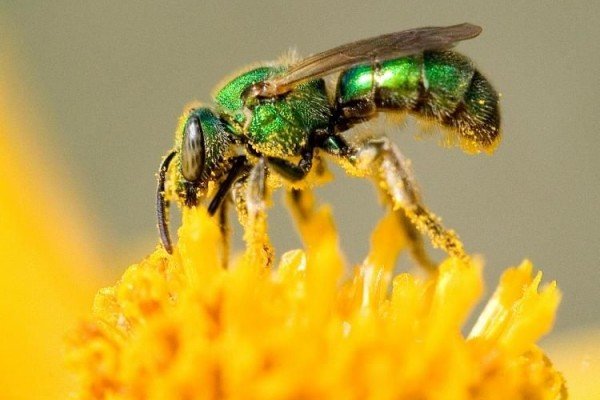 Can harmful insects turn useful pollinators?