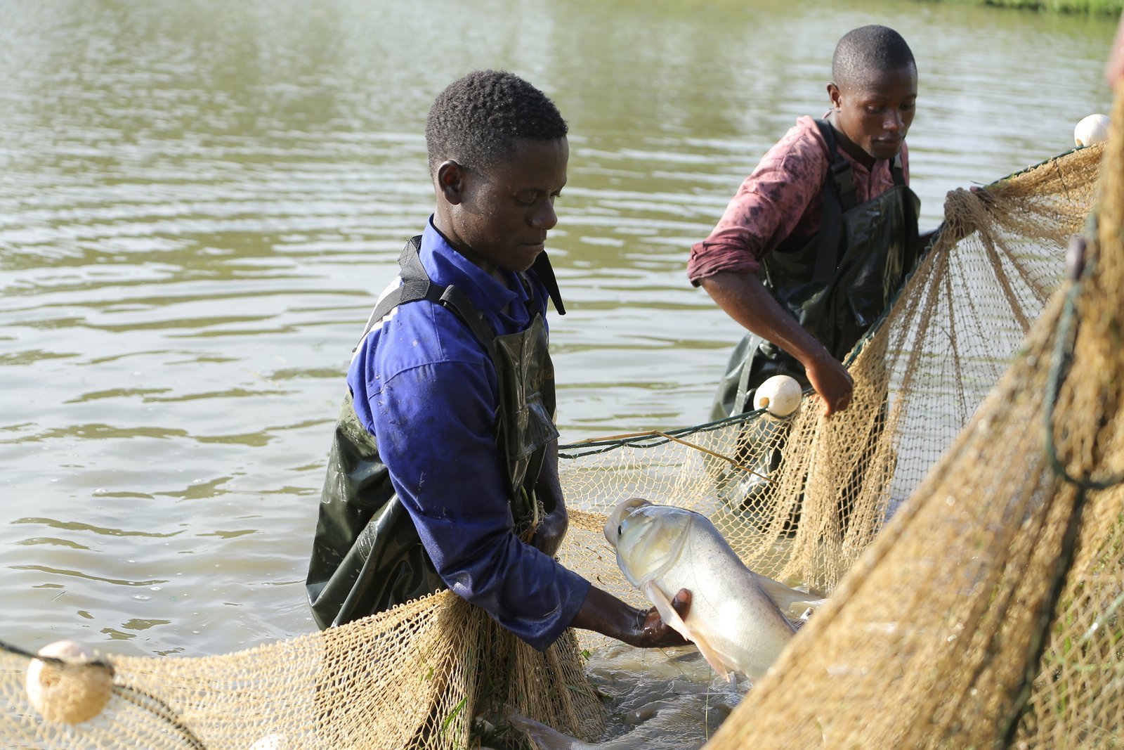 FAO-China SSC Programme in Uganda enters Phase III