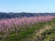 Pinggu city becomes the Peach Hub of China