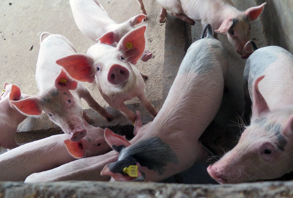 China issues notice act against swine fever 