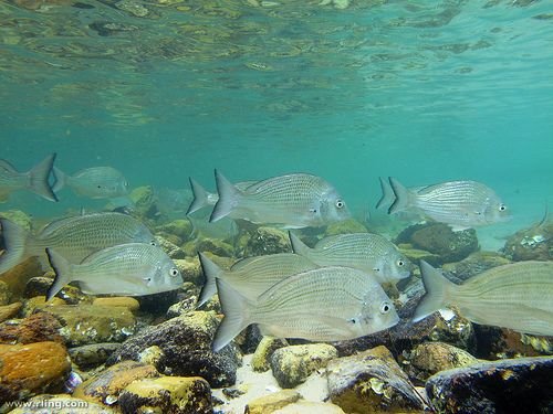 Australia’s Fish stock stable and steady