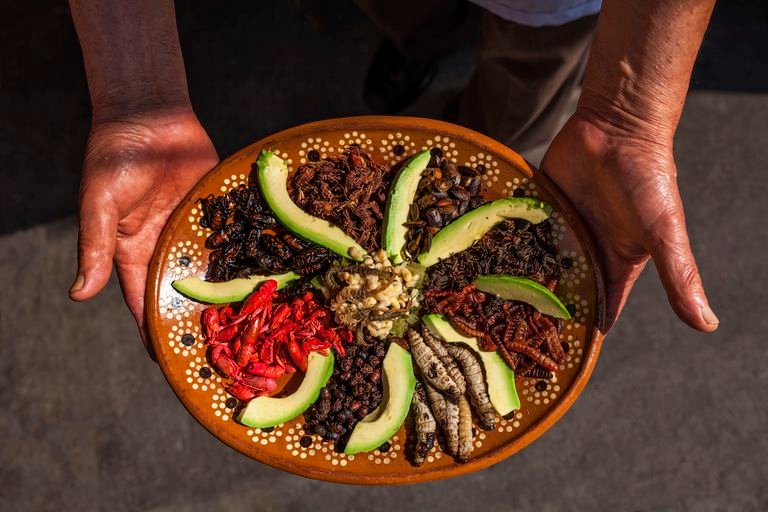 SFA to review 16 insect species for human consumption