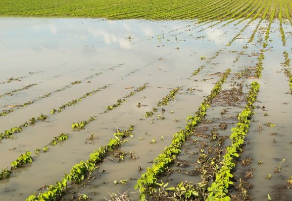 Researchers in Japan uncover genes can protect crops from flood