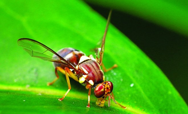Hi-tech traps on trial in fruit fly surveillance programme