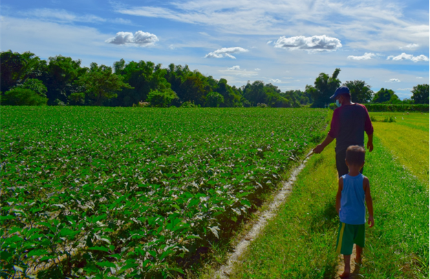 Philippines approves commercial cultivation of Bt Eggplant