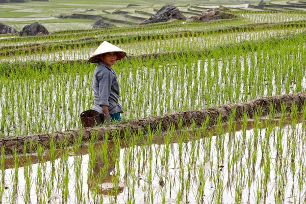 Paddy farmers in Philippines to get more fertilizer aid