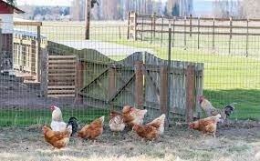 Japan confirms the first case of bird flu 
