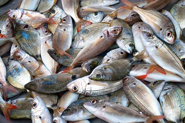 Israel bans fish exports from Gaza 