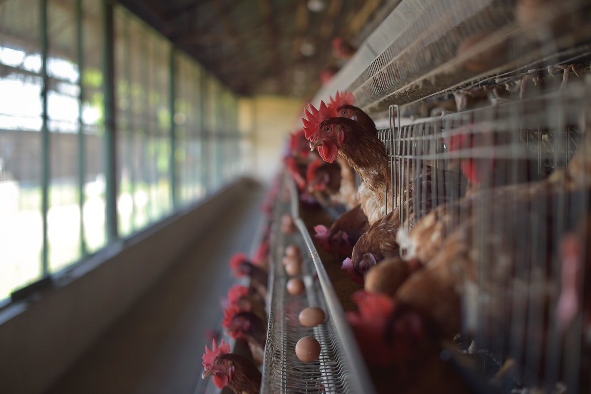 Singapore bans live chicken from Malaysian poultry farms