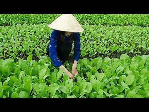 Vietnam to specify target markets for organic farm produce