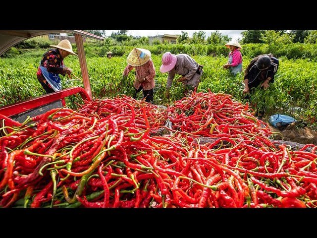 China’s Jize city cultivates a new variety of Chilli 