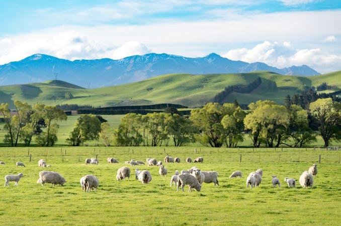 New Zealand beef and lamb among the most carbon efficient in the world