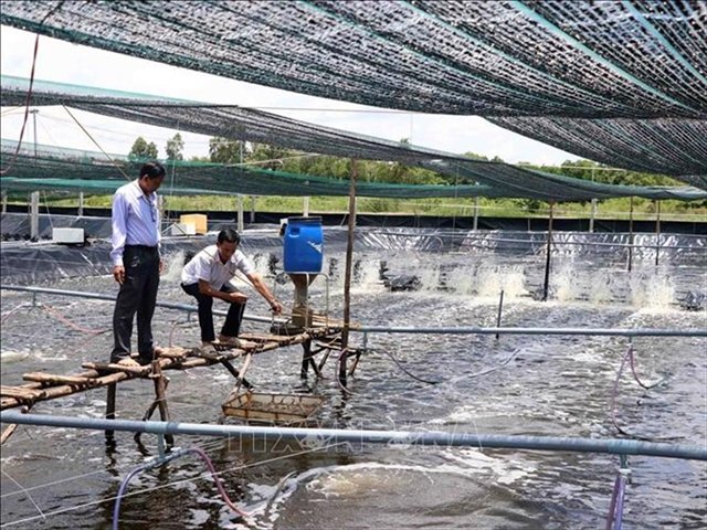Vietnam focuses on shrimp–forest and shrimp–rice farming