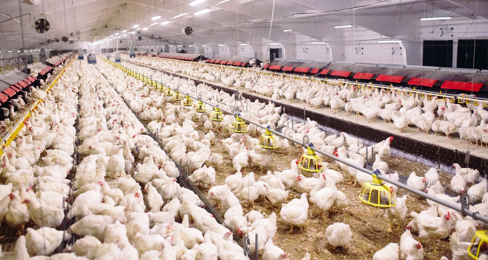 Malaysia lifts export ban on live broiler chickens