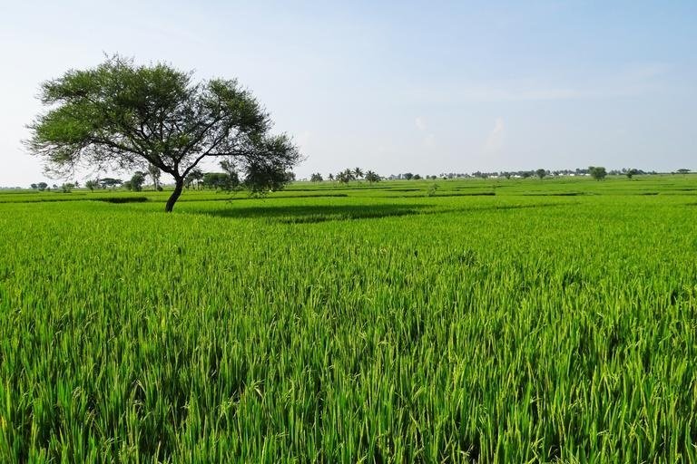 China to reduce use of pesticide by 10%