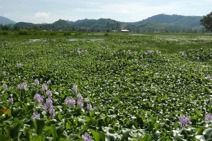 China to enhance prevention, control of invasive alien species to safeguard agriculture