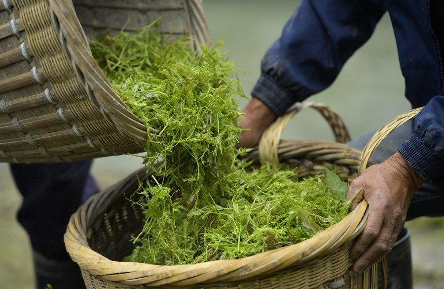 China approves 2495 geographical indications till October