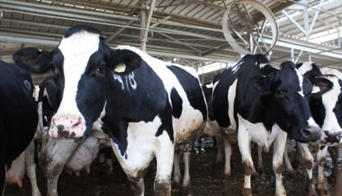 Israeli cows to get biometric ID cards