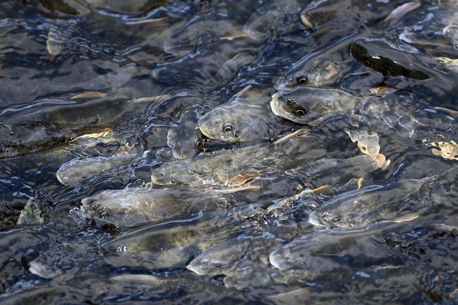 Naked carp stock grows in China’s Qinghai Lake