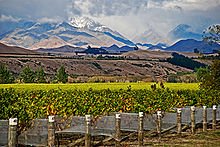 New Zealand’s food and fibre export revenue to grow $55 B