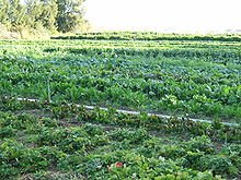 China to reduce chemical fertiliser use, rely on organic fertilisers