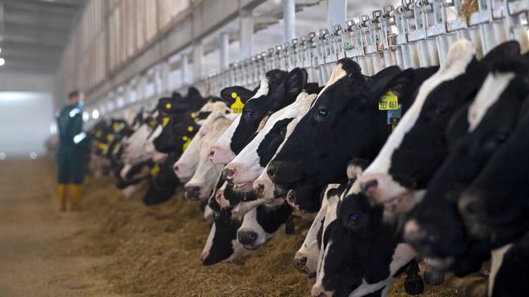 Veolia extends water reuse process for Qatari dairy producer Baladna