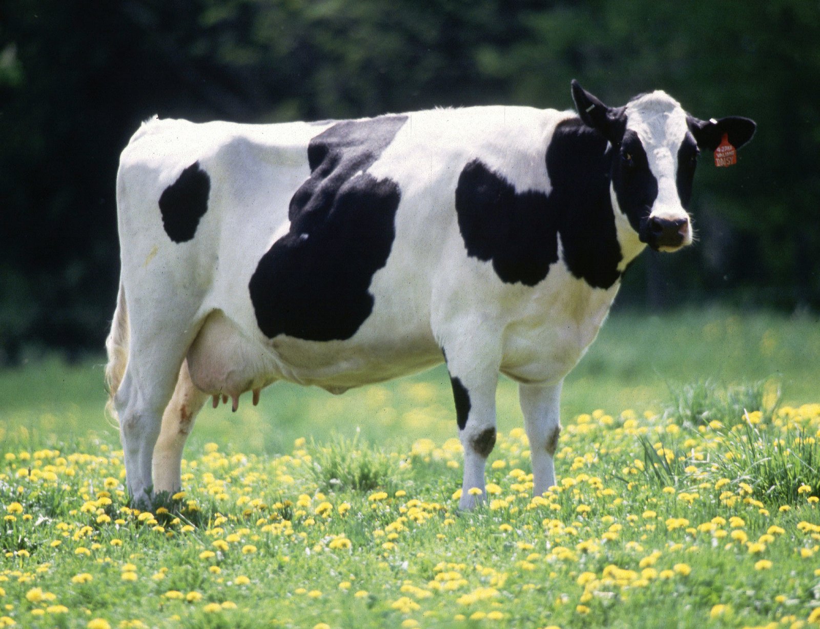 Vietnamese agencies cooperate in cattle breeding with Nigerian partners