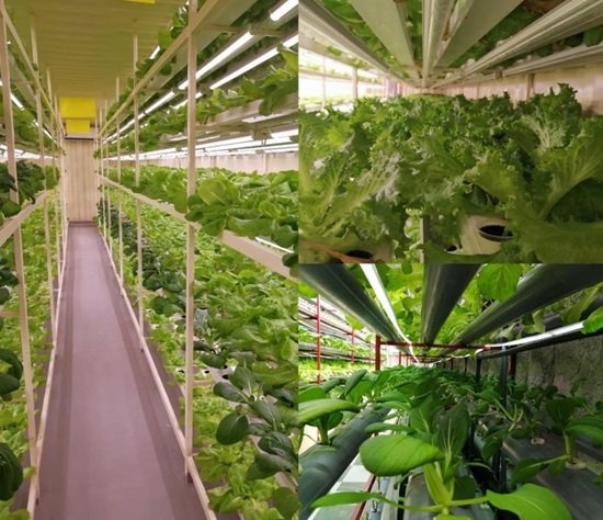 China's Institute of Urban Agriculture unveils plant factory technology at Qatar  