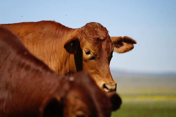 China’sYangxin boosts beef cattle industry