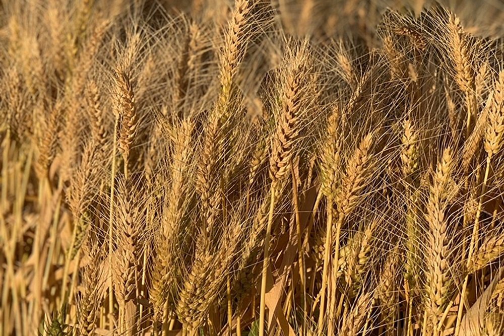 Australian agri production to hit  $85 billion in 2022-23