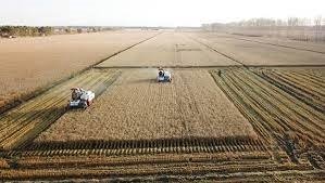 China's 'Grain Barn' Heilongjiang province leads in grain production