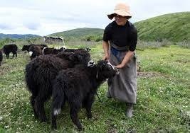 Yak industry booms in China’s Gannan region