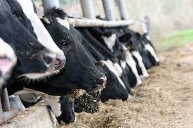 Israel to conduct cattle census in January