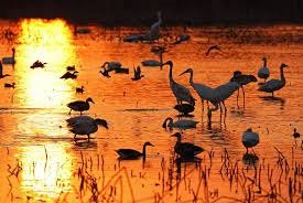 China's ecological environment improved greatly over past decade