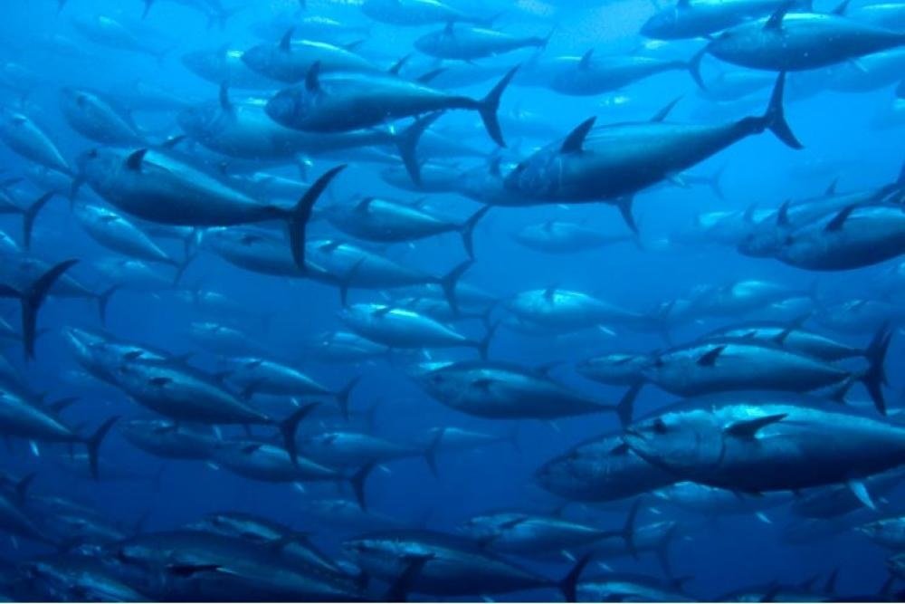 Australia’s aquaculture increases contribution to seafood production