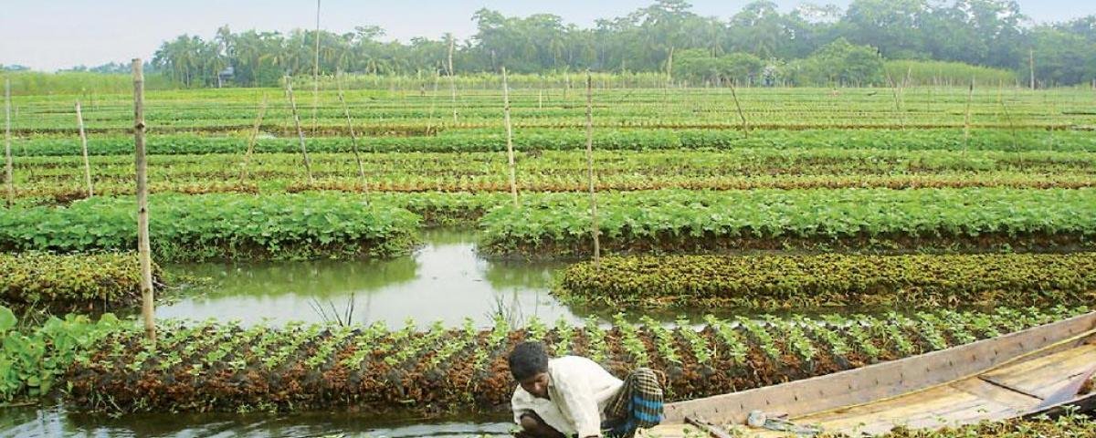 Bangladesh farmers revive floating farms technique  
