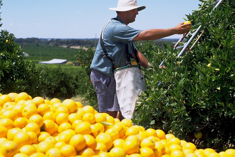 Australia’s Agro production up despite decline in labour  