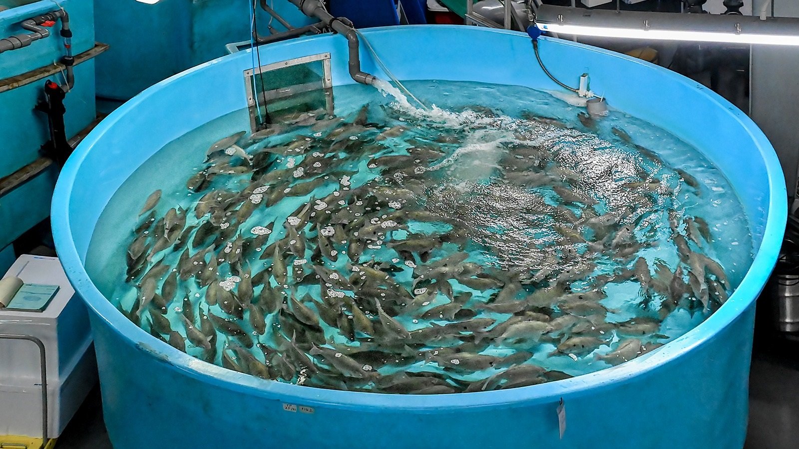 Singapore to become leading research and innovation cluster for sustainable tropical aquaculture