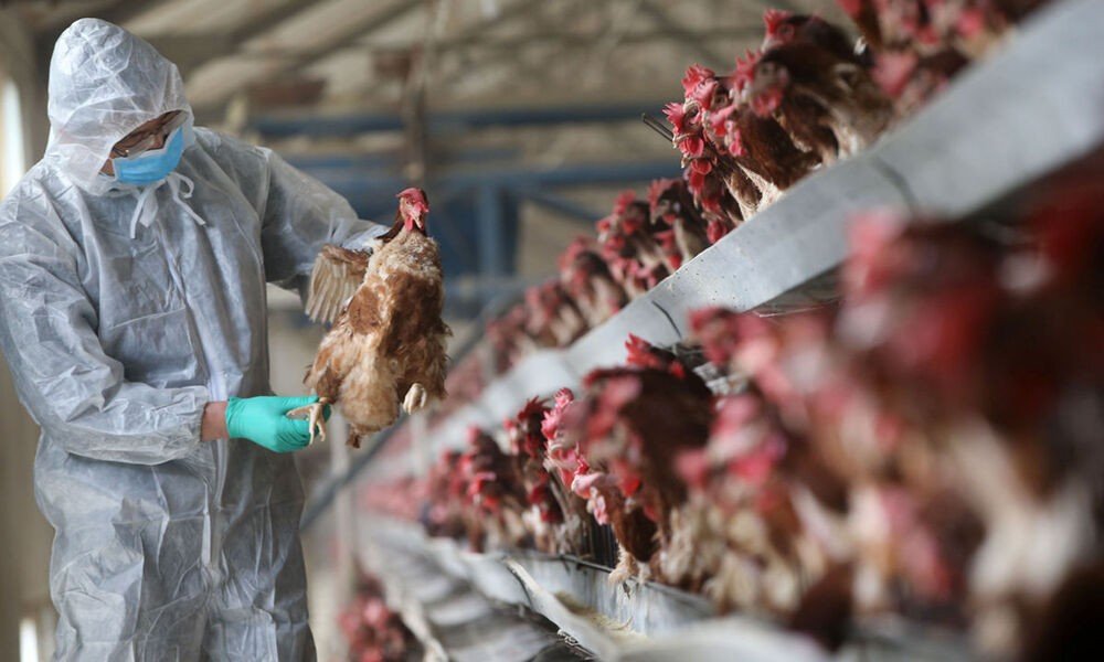 A second Avian Influenza outbreak flash point detects in Israel  